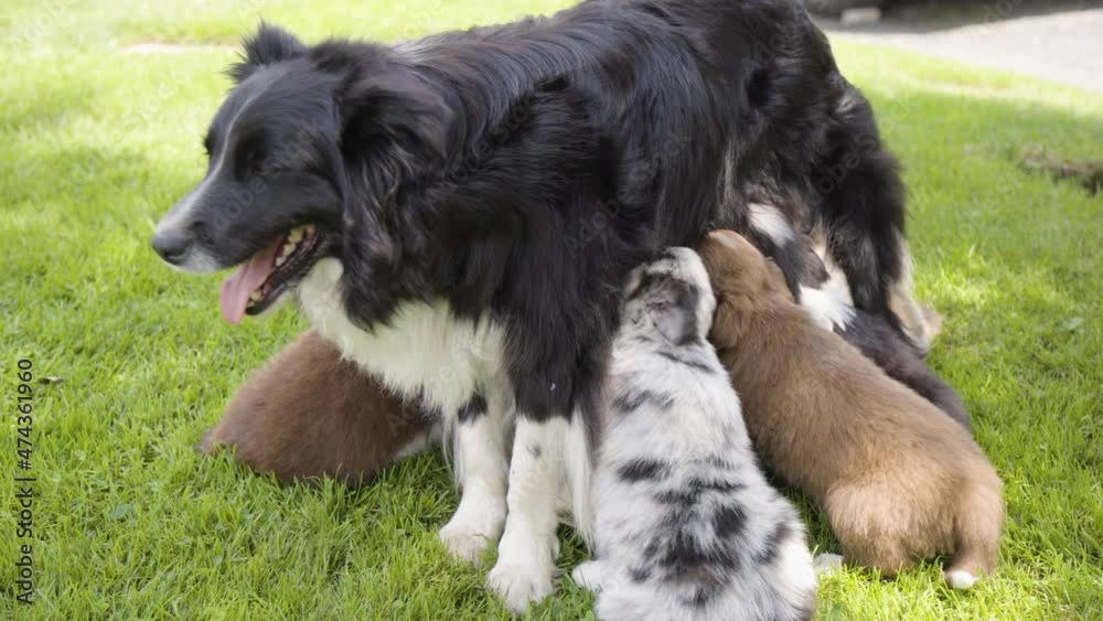 A mother dog breastfeeds her puppies - closeup A mother dog breastfeeds her puppies - closeup