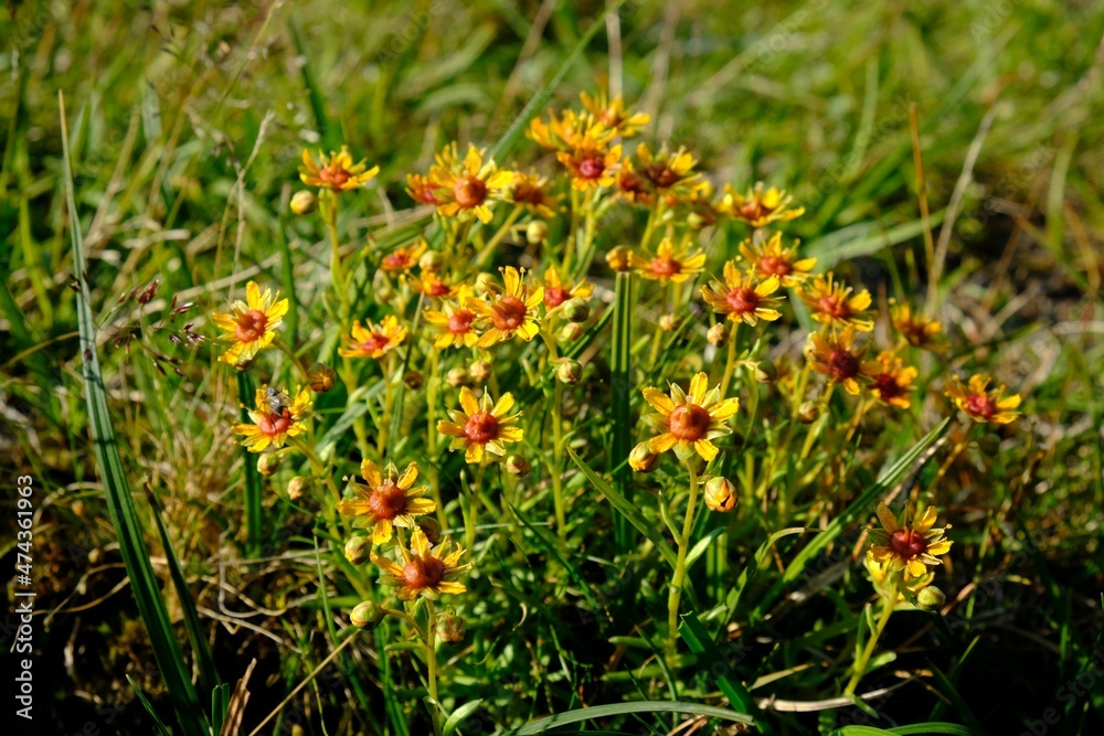 Flowers of Saxifraga aizoides (yellow mountain saxifrage or yellow saxifrage), golden-red color variation. Flowers met in norwegian mountains.