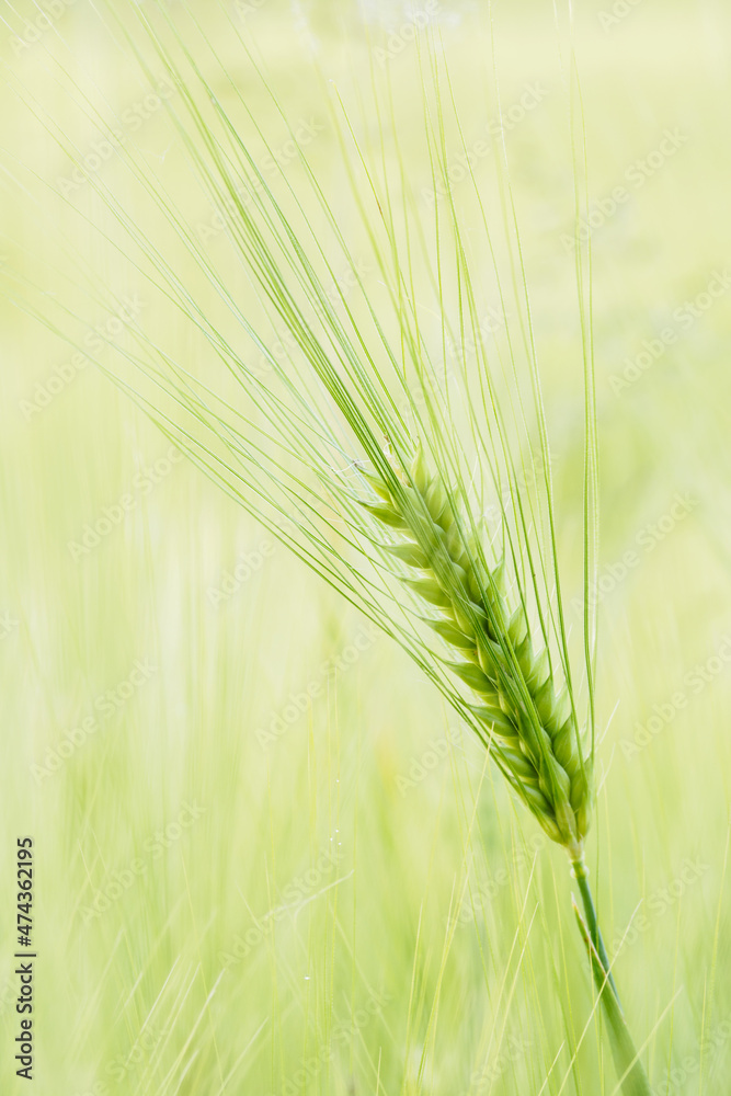 Fototapeta premium Detail of barley unripe on a field.