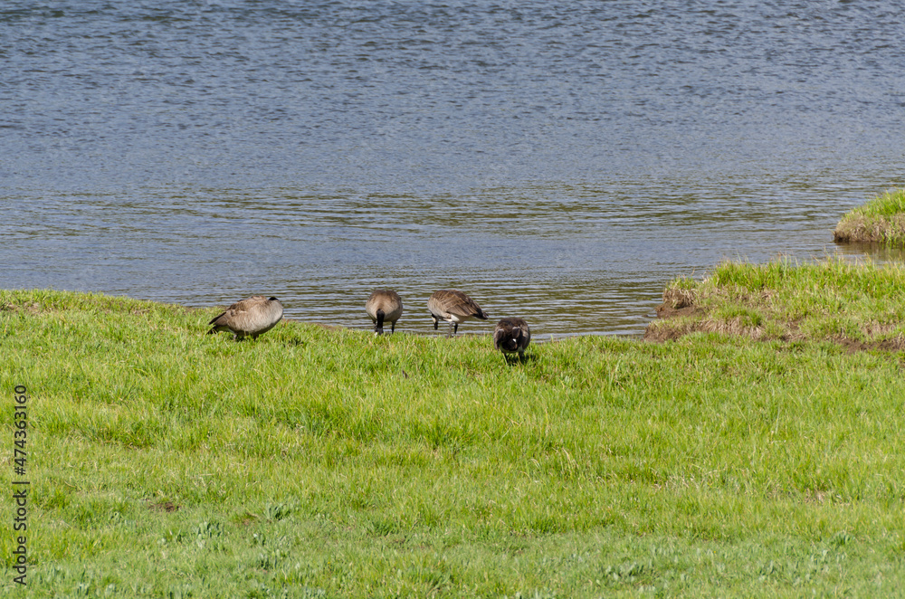 canadian geese in Lamar Valley in Yellowstone National Park in Wyoming canadian geese in Lamar Valley in Yellowstone National Park in Wyoming