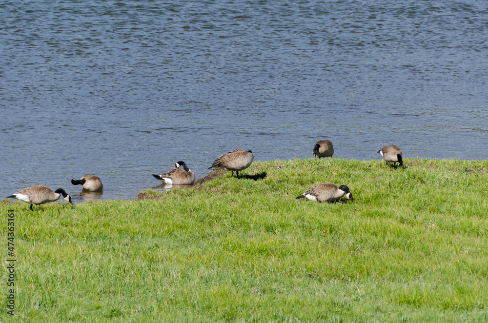 canadian geese in Lamar Valley in Yellowstone National Park in Wyoming canadian geese in Lamar Valley in Yellowstone National Park in Wyoming