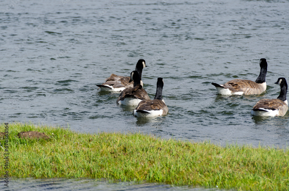 canadian geese in Lamar Valley in Yellowstone National Park in Wyoming canadian geese in Lamar Valley in Yellowstone National Park in Wyoming