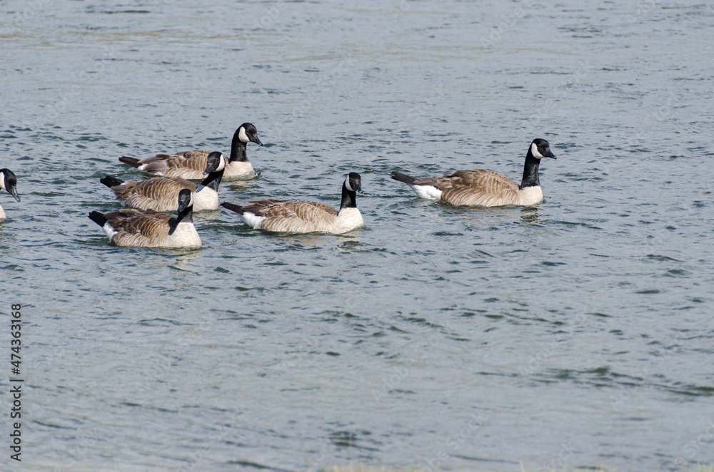 canadian geese in Lamar Valley in Yellowstone National Park in Wyoming canadian geese in Lamar Valley in Yellowstone National Park in Wyoming