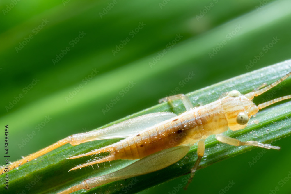 Small brown grasshopper on top of a grass close up Small brown grasshopper on top of a grass close up