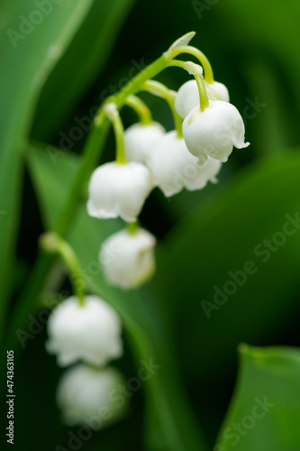 White blossom lilies with green leaves out in nature.