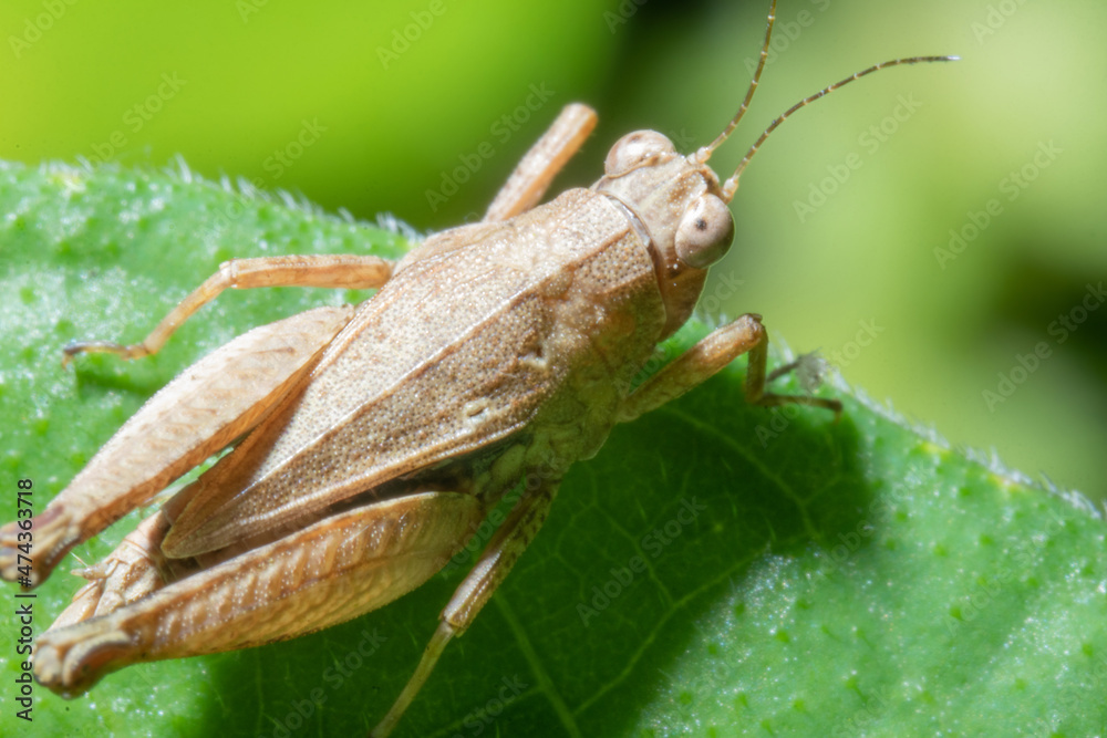 Brown grasshoper on top of a leaf Brown grasshoper on top of a leaf