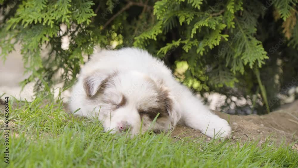 A cute little puppy sleeps under a tree - closeup A cute little puppy sleeps under a tree - closeup