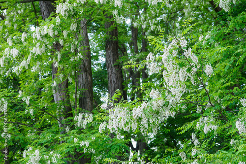 Fototapeta Naklejka Na Ścianę i Meble -  White acacia flowers on a tree with green leaves.