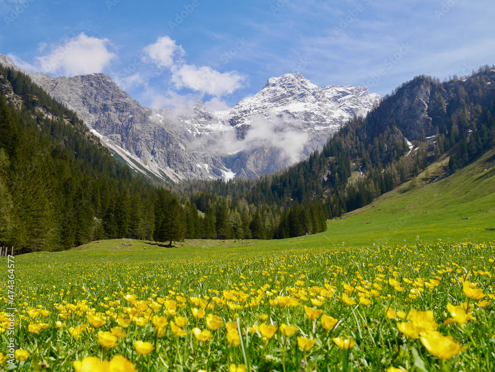 Yellow flower meadow in Nenzinger Himmel in early spring with Panueler in the background. Vorarlberg, Austria.