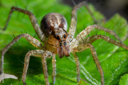 Spider posing on top of a leaf macro close up