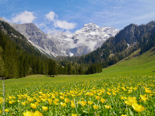 Yellow flower meadow in Nenzinger Himmel in early spring with Panueler in the background. Vorarlberg, Austria. © Maleo Photography