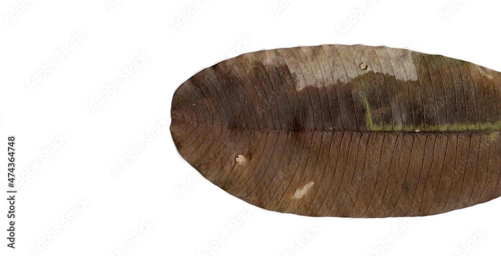 dry leaf isolated on white background dry leaf isolated on white background