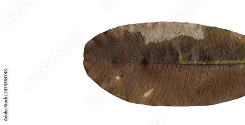 dry leaf isolated on white background  © Misterwrongtime