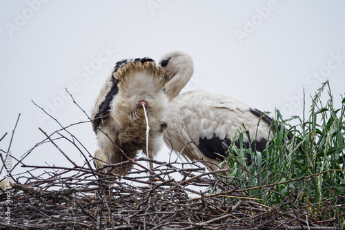 A baby white stork on a twig nest pooping and an adult stork.