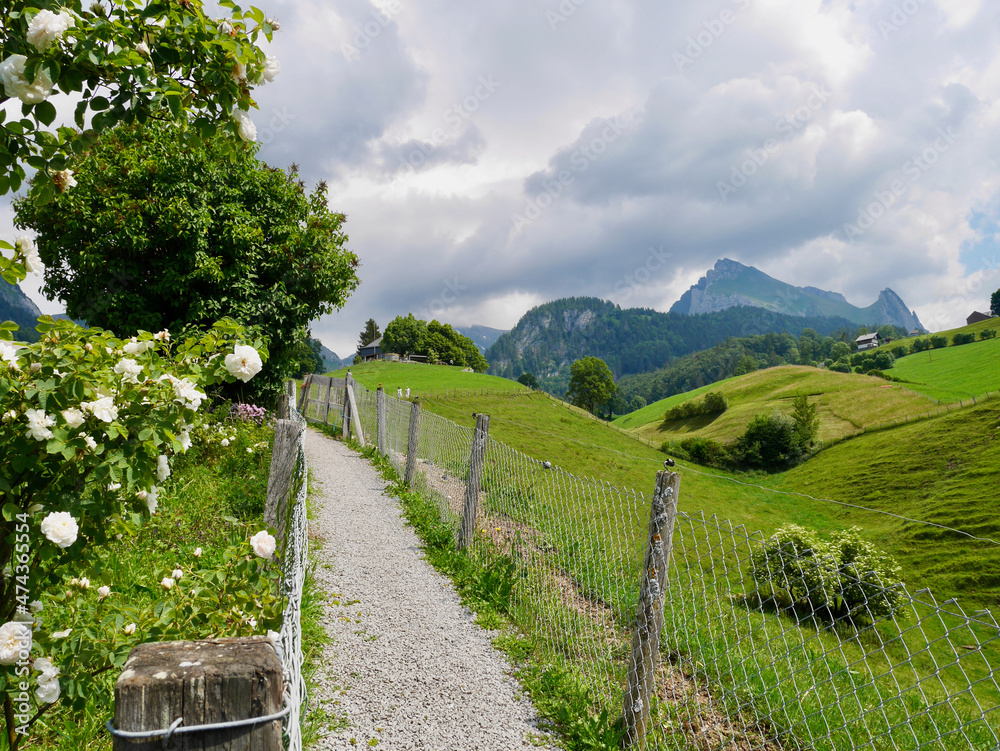 Lovely hiking path through lush green meadows with Alpstein in the background. Wildhaus, St. Gallen, Switzerland.