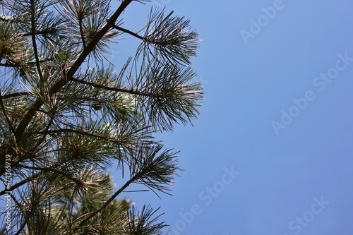Green pine tree against the clear blue sky.