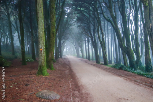 Path in a forest covered with mist and surrounded by trees. Beautiful mystical dark Foggy wood