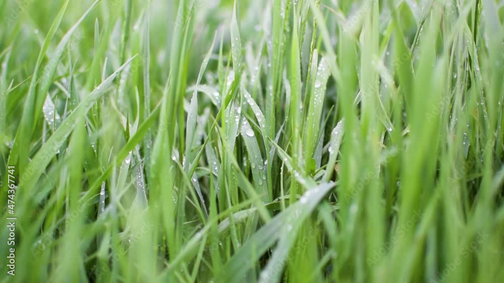 Rain droplets are shining at sunlight on grass. Wet grass with water drops after rain. Fresh plants background. Summer meadow after rain Rain droplets are shining at sunlight on grass. Wet grass with water drops after rain. Fresh plants background. Summer meadow after rain