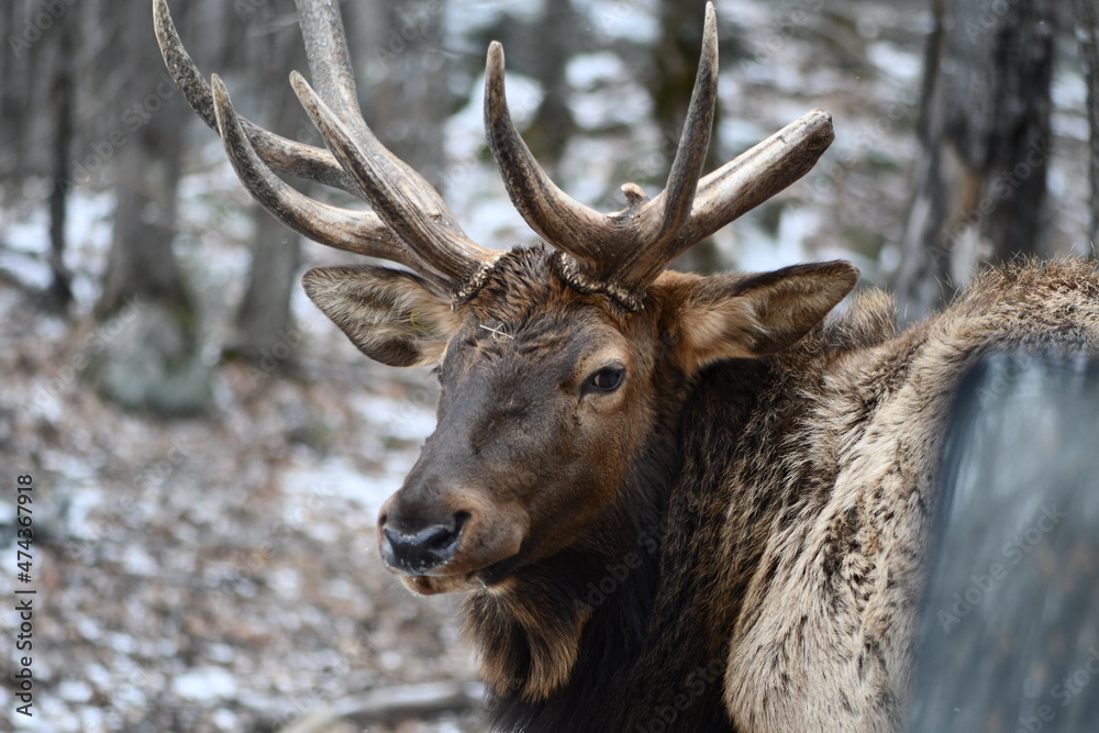 Elk in the wild