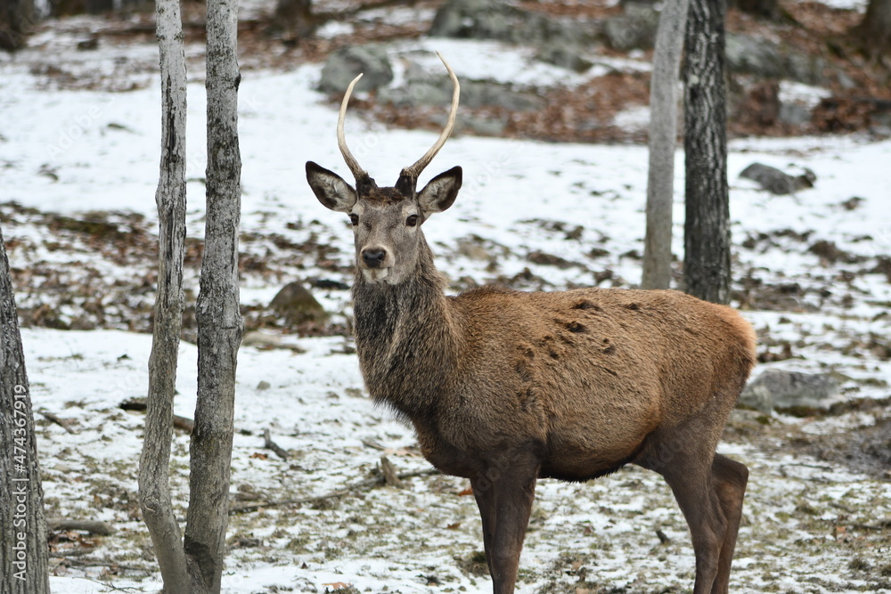 Elk in the wild