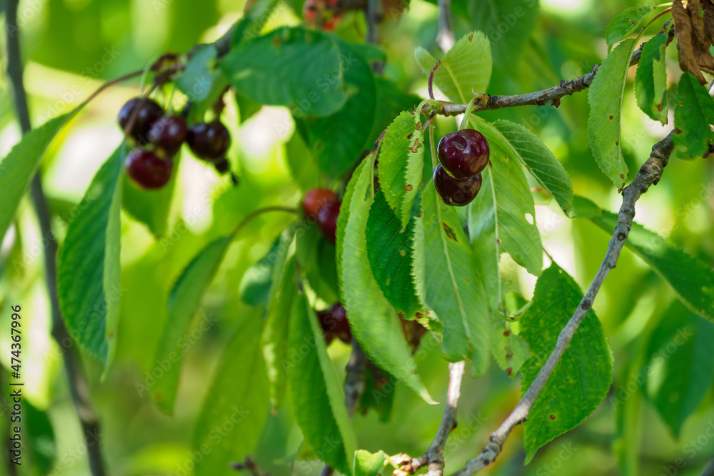 Red cherries on a tree branch. Red cherries on a tree branch.