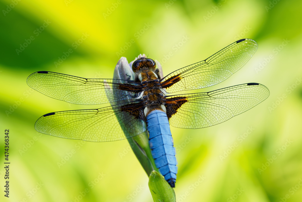 A dragonfly blue sitting on a plant in nature. A dragonfly blue sitting on a plant in nature.