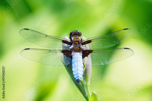 A dragonfly blue sitting on a plant in nature. © lapis2380