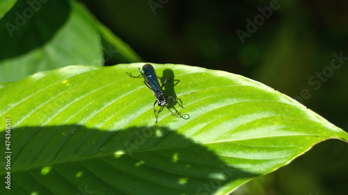 Black insect on a leaf in the jungle near Playa del Oro, Ecuador