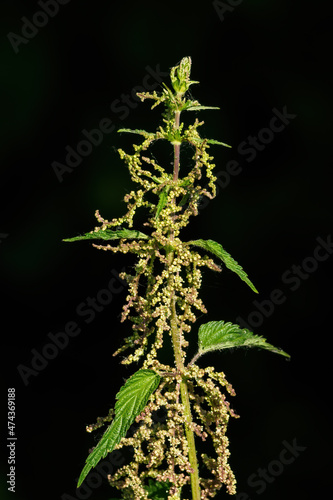 Top of nettle with flowers.