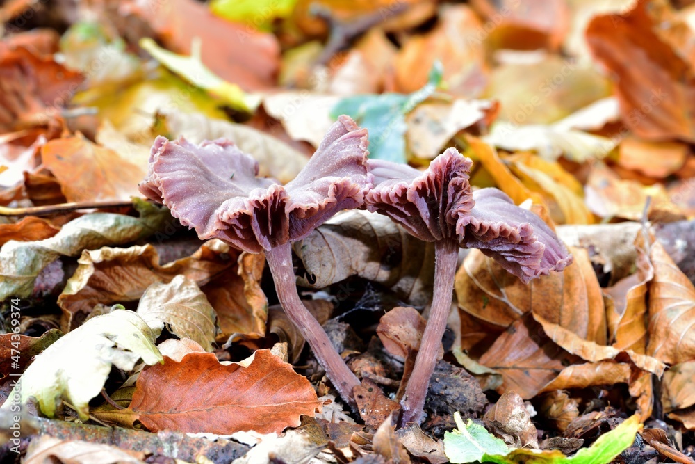 Fototapeta premium Autumn Fruiting Fungi