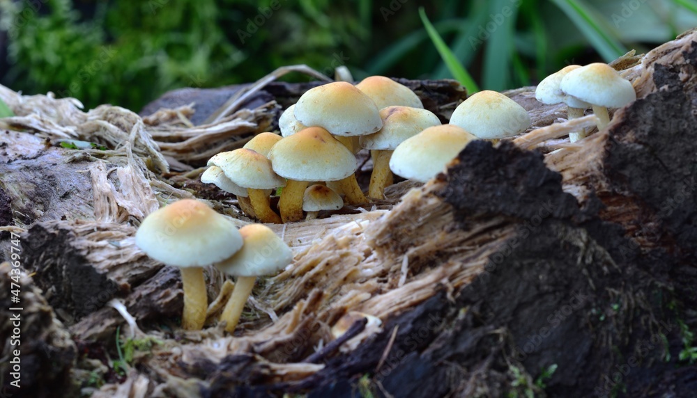 Fototapeta premium Autumn Fruiting Fungi