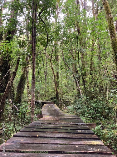 Sendero de bosque