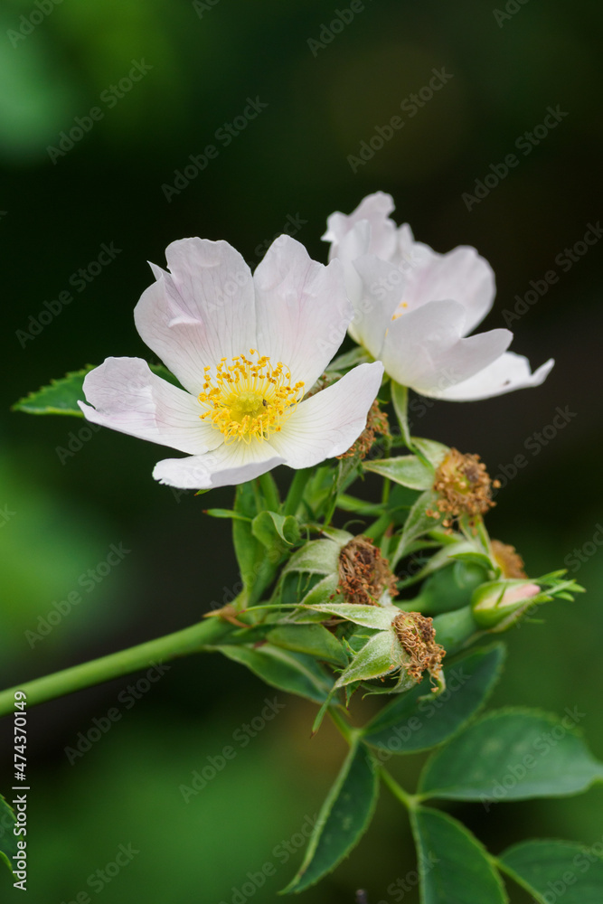 Fototapeta premium Rosehip flower outdoors in nature.