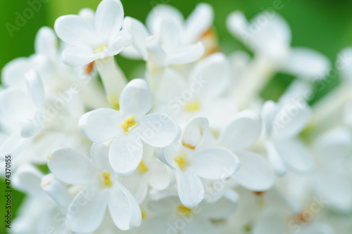 Close-up of white lilac flowers.