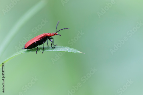 Cardinal Beetle Pyrochroa serraticornis perching on green plants photo