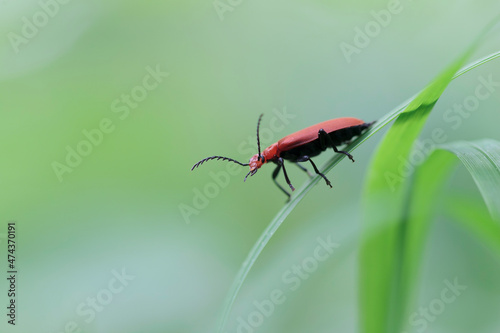 Cardinal Beetle Pyrochroa serraticornis perching on green plants © denis