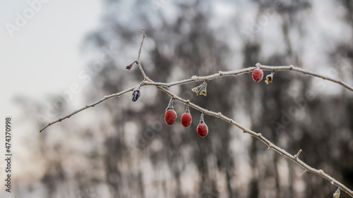 Frostige rote Beeren