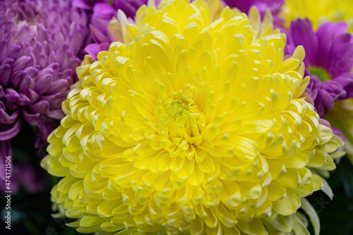Velvet yellow chrysanthemum flower close-up