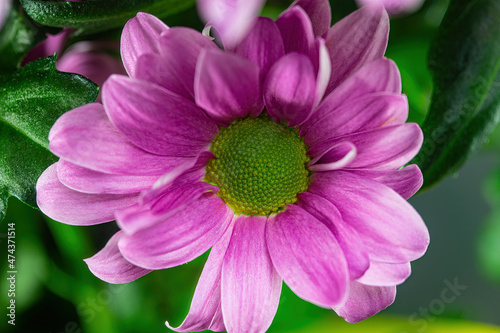 Lonely pink chrysanthemum flower close-up