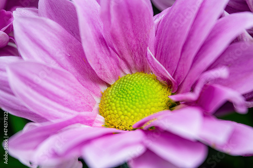 Beautiful pink chrysanthemum petals close-up