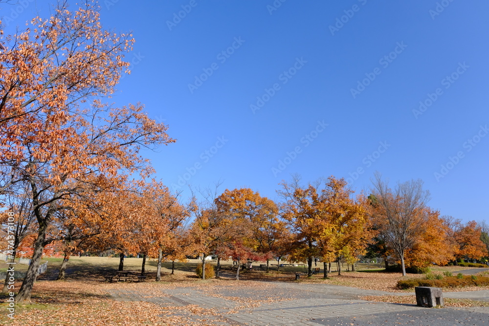  小江戸川越　川越運動公園の秋の風景
