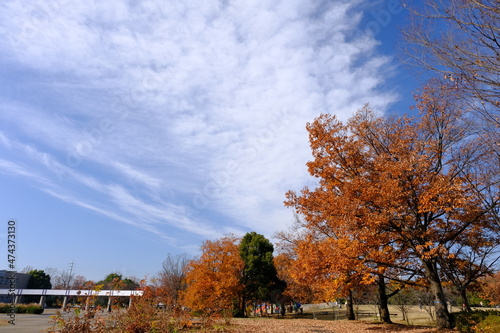  小江戸川越 川越運動公園の秋の風景