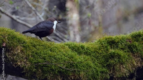 White-throated Dipper (Cinclus cinclus) photo