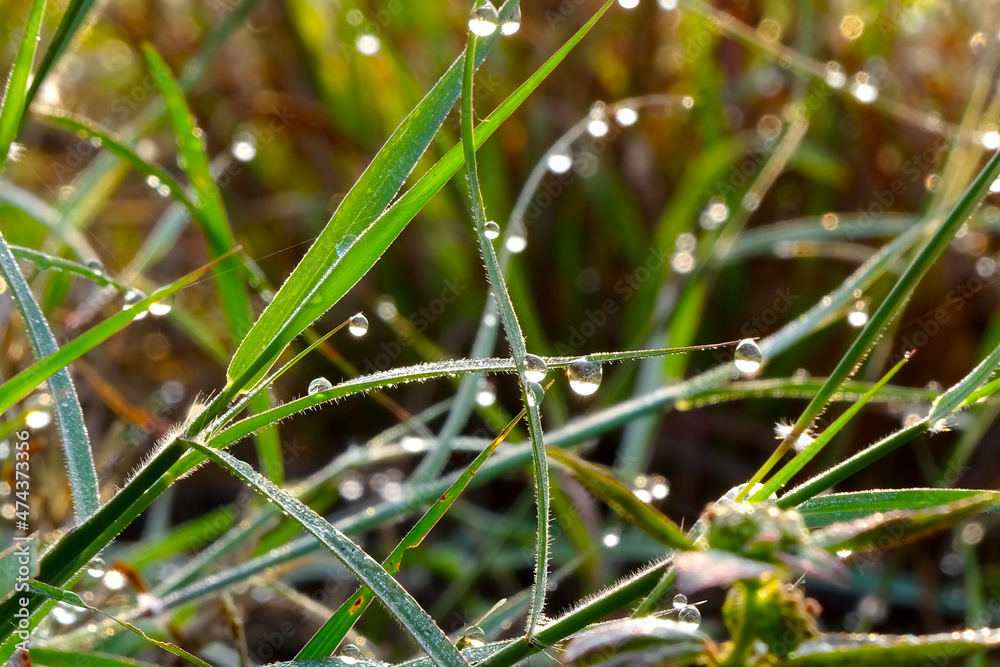 Fresh green grass with water drops. Fresh green grass with water drops.