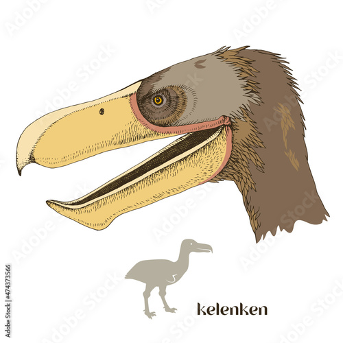 Hand drawn realistic dinosaurus Kelenken