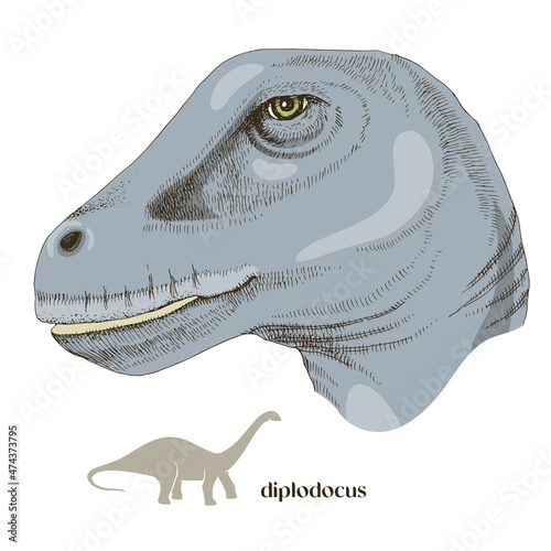 Hand drawn realistic dinosaurus Diplodocus