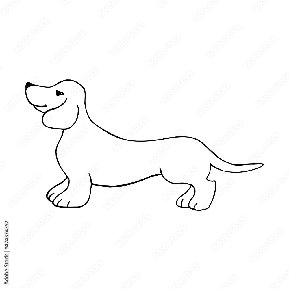A dachshund dog isolated on a white background.Vector illustration in doodle style, hand drawing.