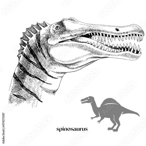 Hand drawn realistic dinosaurus Spinosaurus