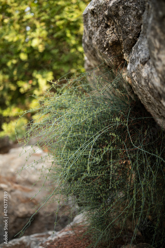 Dense multi-branch plant (ephedera alpissima) growing out of a rock vertical