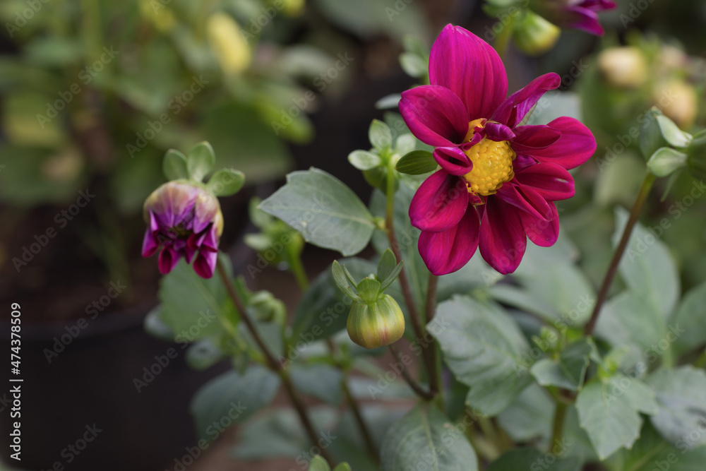 Fototapeta premium Beautiful red dahlia flowers, with green leaves background blooming in the garden.